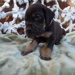 Padfoot - Black male Great Dane puppy in Arlington, Texas from Scoober Danes