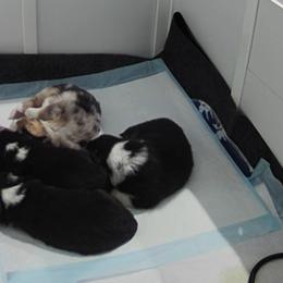 Miniature American Shepherd Puppies from Aussie Mama Sage