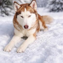 Sasha - Siberian Husky