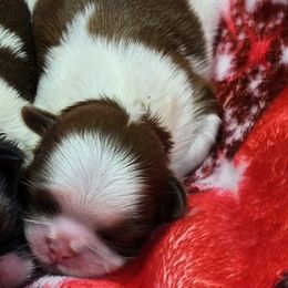 Boy 2 - Red and white male Shih Tzu puppy in Tenino, Washington from Dolled Up Pup