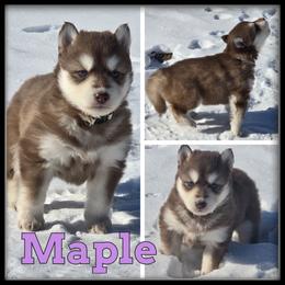 Maple - Red and white female Siberian Husky puppy in Wheeler, Michigan from Haase Family Kennels