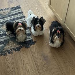 Biewer Terrier Puppies from Rebecca Urban