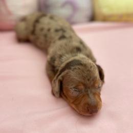 Ferb - Dapple male Dachshund puppy in Homstead, Florida from Bravo Dachshunds