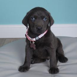 Nichole - Charcoal female Dilute Retriever puppy in Missouri City, Texas from Labrador Retriever Puppies