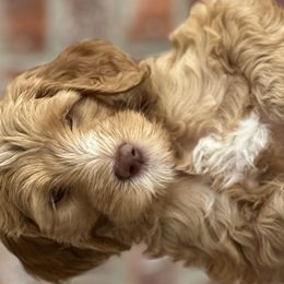 Boy 4 - Goldendoodle puppy in Walker, Louisiana from Southern Oaks Goldendoodles