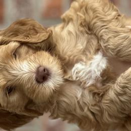 Boy 4 - Goldendoodle puppy in Walker, Louisiana from Southern Oaks Goldendoodles