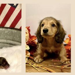 Dachshund Puppies from Always Faithful Dachshunds