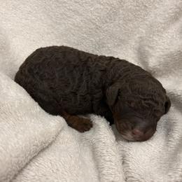 Hershey - Chocolate merle male Bernedoodle puppy in North Carolina from Lynes of Doodles