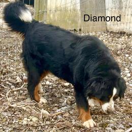 Diamond - Bernese Mountain Dog