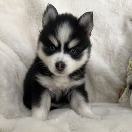 NOVA - Black and white female Pomsky puppy in Mount Sterling, Kentucky from SnowBears Pomsky Ranch