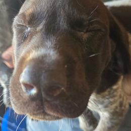 1st pick male - Liver and white male German Shorthaired Pointer puppy in Forest Lake, Minnesota from Northern Lights Goldens