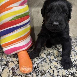 Orange - Black male Giant Schnauzer puppy in Pearland, Texas from K & S Schnauzers