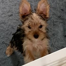 Standart Girl 1 - Blue and gold female Yorkshire Terrier puppy in Willow Grove, Pennsylvania from Willow Grove Yorkie