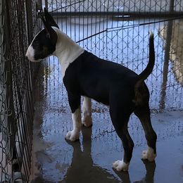 Bull Terrier Puppies from Jarrogue's Bull Terriers