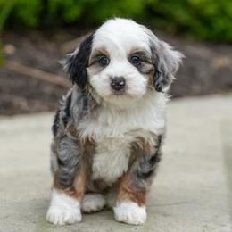 Blondie - Merle female Bernedoodle puppy in Dundee, Ohio from Down Home Doodle