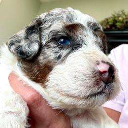 Comet - Blue merle male Bernedoodle puppy in Rock Hill, South Carolina from LolliPop Farms