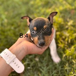 Nick - Black tan and white male Rat Terrier puppy in Idalou, Texas from FA Puppies