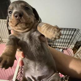 AKC Thumper - Dapple male Dachshund puppy in Erie, Michigan from Champagne’s Grinch Toe’d Dachshunds