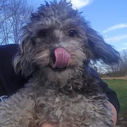 Brewen - Merle male Maltipoo puppy in Lebanon, Kentucky from Mosaic Merle Doodles