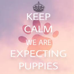 Shih Tzu puppies from Oaxaca Shihtzu