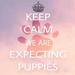Shih Tzu puppies from Oaxaca Shihtzu