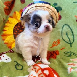Stuart - White male Chihuahua puppy in Seneca, Missouri from Stephanie’s Puppy Colony