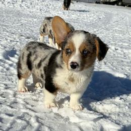 Boy 2 - Red merle and white male American Corgi puppy in Portland, North Dakota from Sliding stop corgis