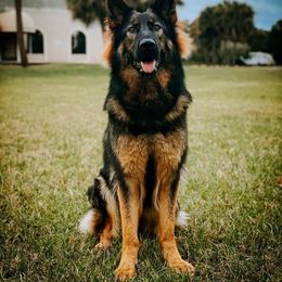Anatolian Shepherd Dog and German Shepherd All Grown Up from Wilderwind K9