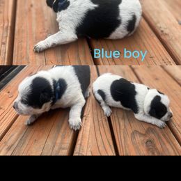 Blue boy - Blue male Australian Cattle Dog puppy in Oregon from Willamette Valley Heelers