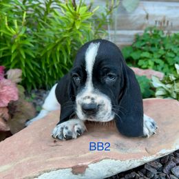 BB2 - Black and white male Basset Hound puppy in Britton, South Dakota from K&S Canines