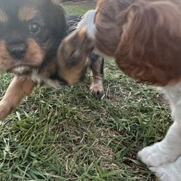 Cavalier King Charles Spaniel Puppies from Red Desert Cavalier’s