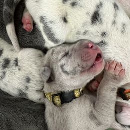 Great Dane Puppies from A Rowe of Danes