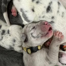 Great Dane Puppies from A Rowe of Danes