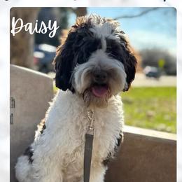 Daisy - Australian Labradoodle