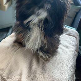 Little man - Brindle male Shih Tzu puppy in St. Helena, California from Sattui little Shih Tzu of Napa Valley