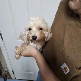 Gracie - Maltipoo