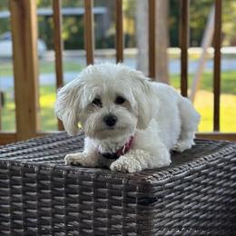 Ziva - Coton de Tulear