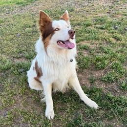 Brody - Border Collie