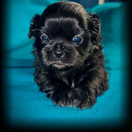 Shih Tzu Puppies from T-Amore Shih Tzu