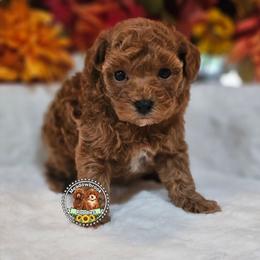 Akc clear - Red  male Poodle puppy in Salem, Missouri from Meadowbrook Poodles