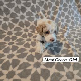 Lime Green - Brown and white female Bernedoodle puppy in Columbia, Illinois from Hillcastle Breeders