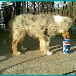 Bulldog and Shetland Sheepdog Puppies from Smooch-A-Bulls English Bulldogs & M&M Shelties