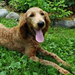 Goldendoodles from Cedar River Kennel