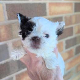 Tiny - Parti male Yorkshire Terrier puppy in Gaylesville, Alabama from Sweet Alabama Yorkies