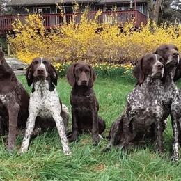 German Shorthaired Pointer Puppies from Keystone Gun Dogs/vom Schlussstein Shorthairs