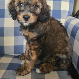 Arlo - Sable male Bernedoodle puppy in Galt, Missouri from Only Doodles!