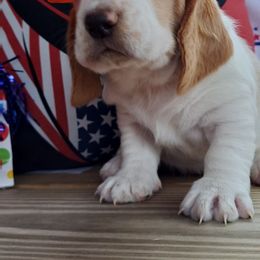 Female 6 - Red and white female Basset Hound puppy in Robbins, Tennessee from Orange Mountain Basset Hounds
