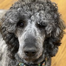 Cooper - Poodle