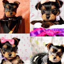 Yorkshire Terrier Puppies from York Terrier Treasures