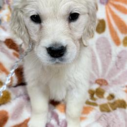Silver girl - Light golden female Golden Retriever puppy in Tylertown, Mississippi from Southern Paws, LLC